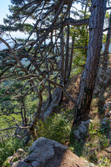 Fototapeta premium tree in forest, Crimea