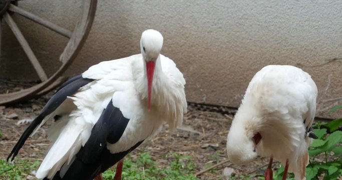 Two storks standing around and preening, cleaning their feathers.  One from side view, one with frontal view.