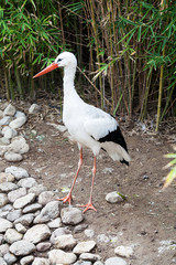 Stork on the zoo.