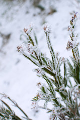 the weather is severe frost and green leaves