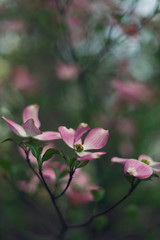 closeup of pink dogwood flower