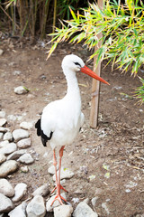 Stork on the zoo.