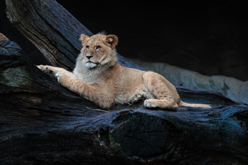 Naklejka premium Löwe liegend auf Baumstamm