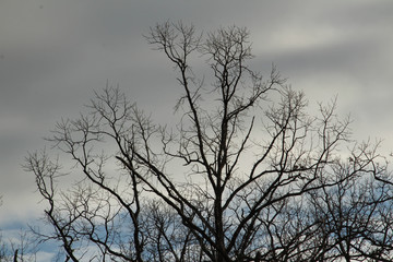 Fototapeta na wymiar Cloudy Sky Behind Tree