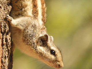 Squirrel on tree
