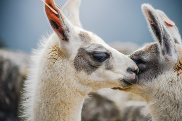 two lamas together