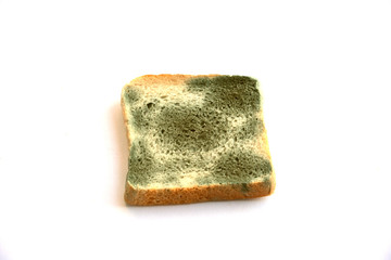 Mold growing rapidly on moldy bread  on white background..Scientists modify fungus found on bread...