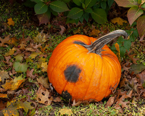 Pumpkin on the Ground