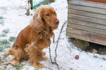 dog cocker in captivity winter