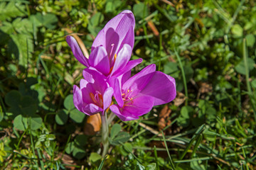 Blühende Herbstzeitlose auf grüner Wiese