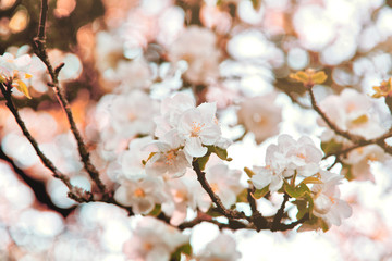 Apple blossom in spring season with bokeh background and Orange color filter.