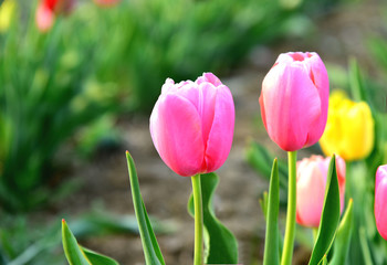Fototapeta premium Colorful of Tulips on field for sell.