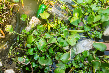 Garbage bottles in the canal, Pollution of household waste 