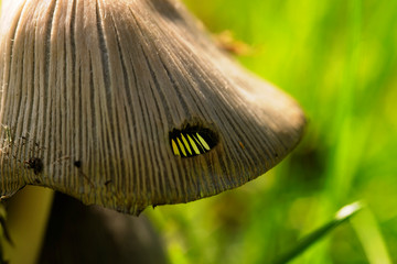 Mushroom Macro