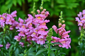Many Snapdragon Plants in the garden with green leaf background.