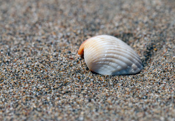 shell on the beach