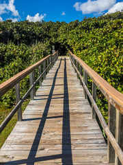 The wooden pathway over the dunes to the beach