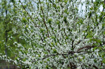Fototapeta na wymiar branch of a tree in spring