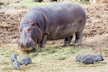  Hippo on the zoo. 