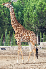 Naklejka premium Giraffe on the zoo.