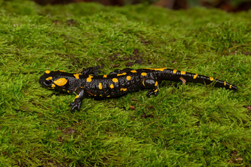 Feuersalamander im Moos