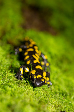 Feuersalamander im Moos