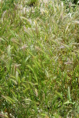 Blé vert