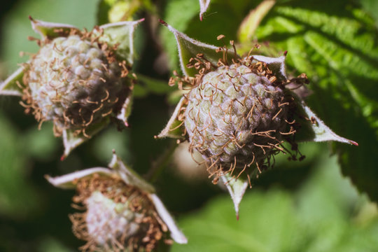 Macro shooting of unripe raspberry berries. Waiting for the harvest.