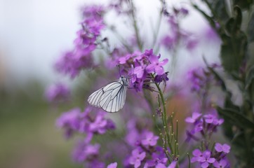 butterfly on flower