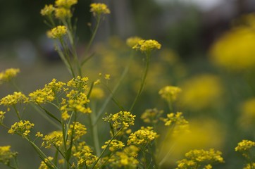 field of yellow flowers