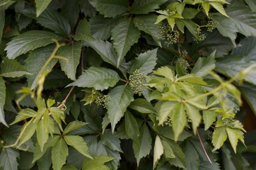 green leaves in the garden