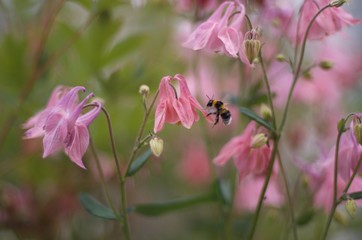 pink flowers in the garden