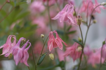 pink flowers in the garden