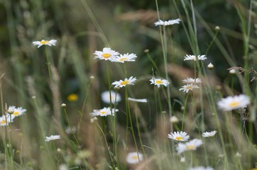 daisies in grass