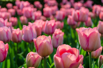 Beautiful tulips in a garden
