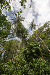 Regenwald in Costa-Rica