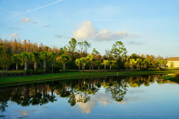 Tropical pond and tree