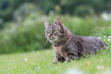 Beautiful tabby cat lying in the blooming meadow. Felis silvestris catus. Cat in the nature © Monikasurzin