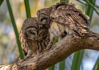 Barred Owls in a Palm Tree in Florida 