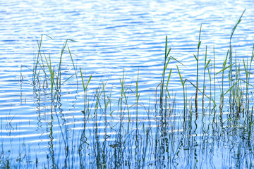 grass in rippling water 