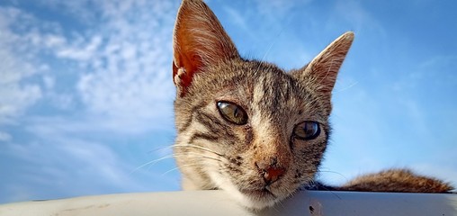 Mon p'tit chat cooool .