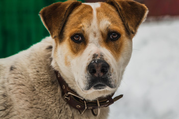 A big beautiful mongrel brown and white dog with brown eyes in a brown leather collar guards the yard
