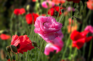 Poppies. Close up. Soft focus, light and glow. England countryside. Great Britain