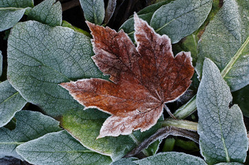 Frosted dry autumn leaves. Winter seasonal background.