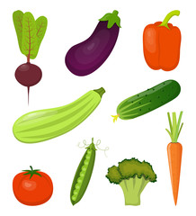 Set of fresh vegetables, bright and colorful, isolated on white. Beets, carrots, zucchini, eggplant, broccoli, sweet pepper, tomato, cucumber, peas. Vector illustration.