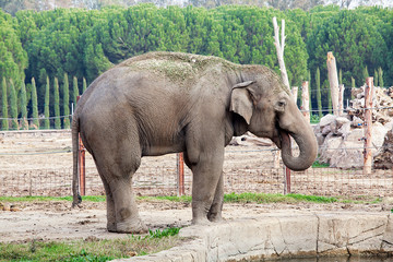  African elephant  on the zoo. 