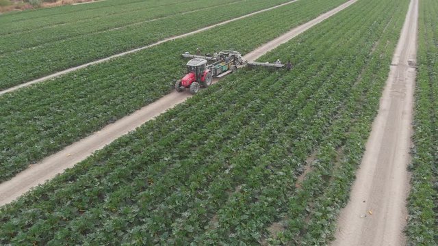 drone view of Agricultural machinery loading yellow zucchini-Harvesting zucchini