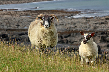Obraz premium Adult sheep and small lamb are walking near the beach. England countryside. Northumberland coast. Great Britain
