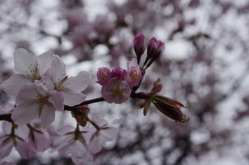桜