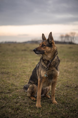 Deutscher Schäferhund auf einer Wiese